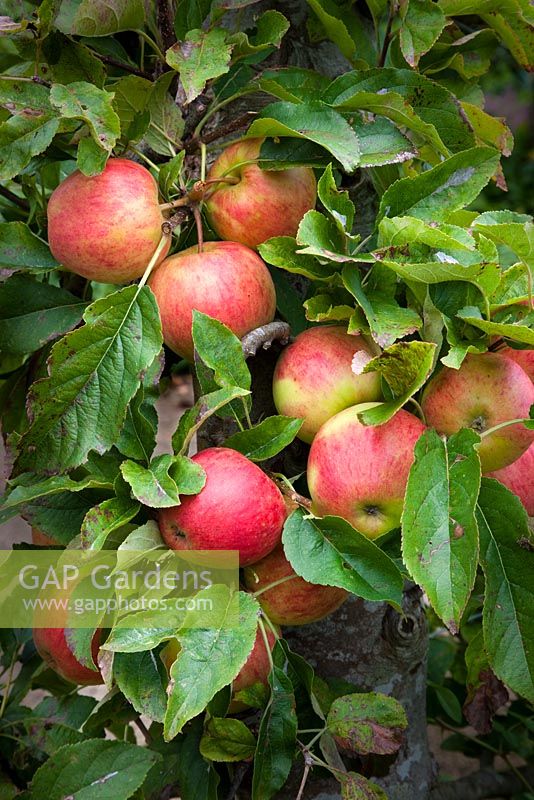 Apples growing in the Walled Garden, Highgrove Garden, September, 2009.