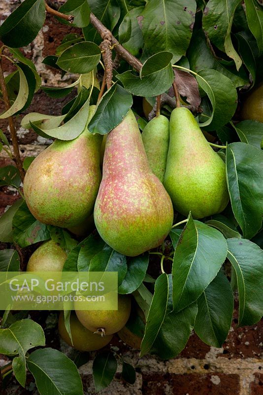 Pears growing in the Walled Garden, Highgrove Garden, September, 2009.