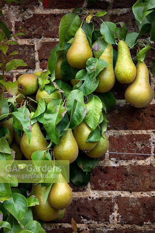 Pears growing in the Walled Garden, Highgrove Garden September, 2009.