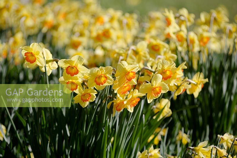 Daffodils in Highgrove Garden, March 2008.