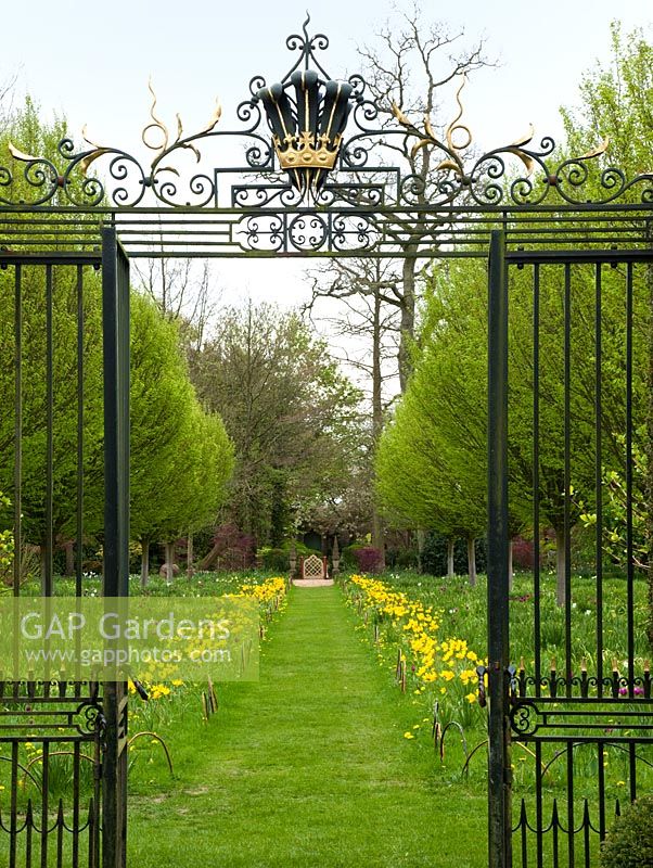 Spring daffodils, looking though wrought iron gates of the Sundial Garden, Highgrove House, April 2010. The gates were found in reclamation yard, restyled by Julian and Isabel Bannerman and topped with The Prince of Wales' feathers