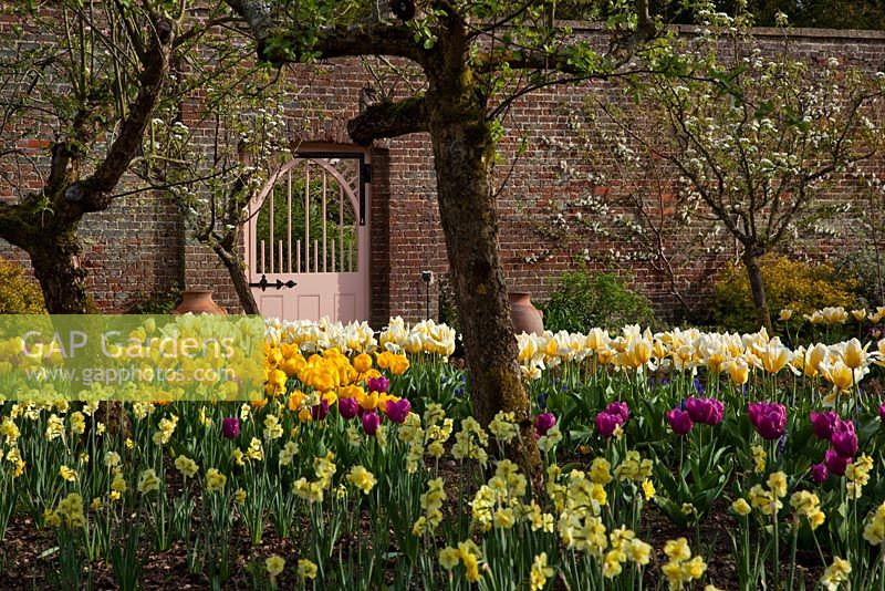 Spring Tulips and Daffodils, Walled Garden, Highgrove House, April 2010