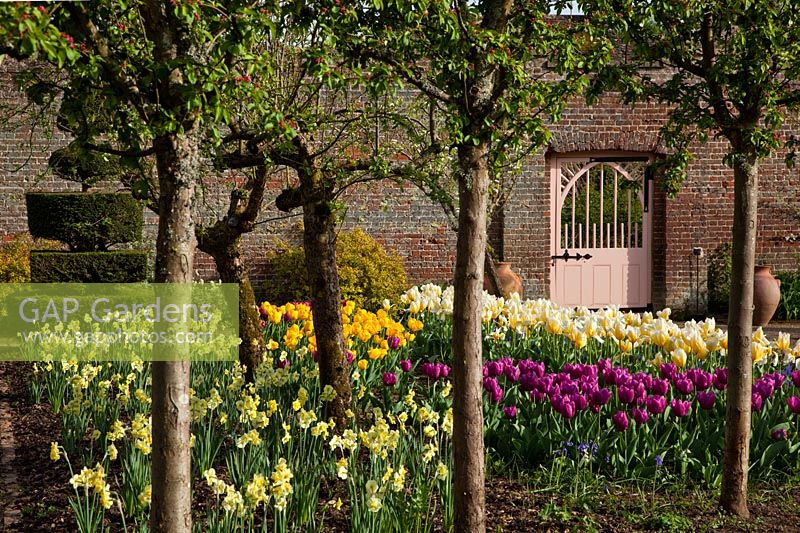 Spring Tulips and Daffodils - Walled Garden, Highgrove Garden, April 2010
