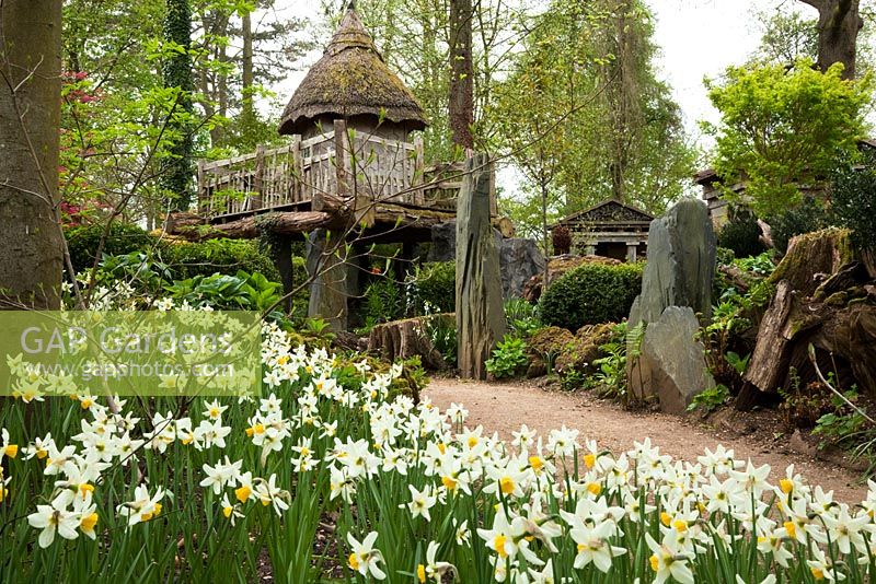 Spring Daffodils and the thatched tree house 'Hollyrood House', in the Stumpery, Highgrove Garden, April 2010.