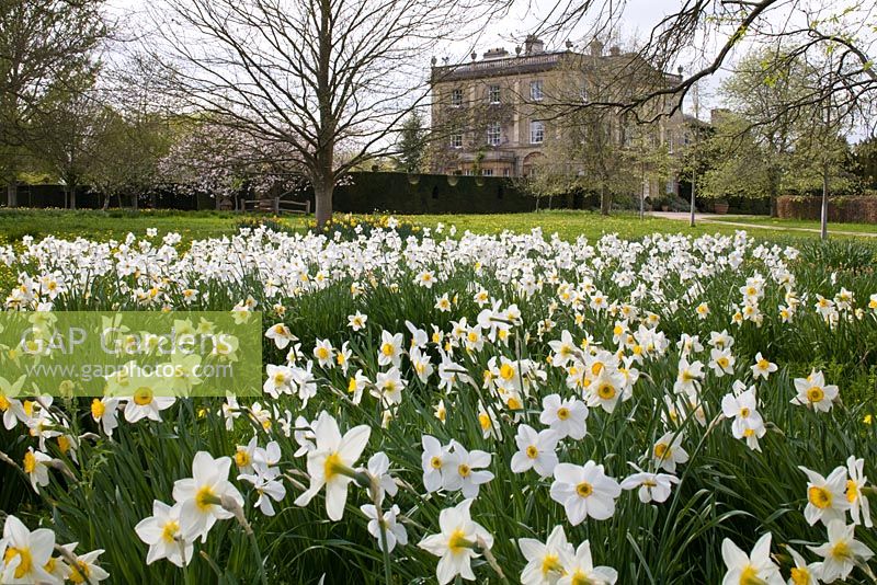Spring Daffodils and Highgrove House, April 2010