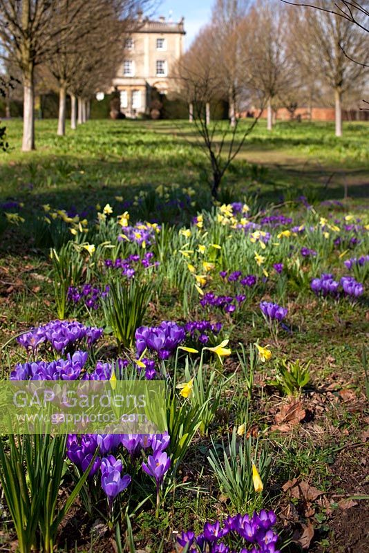 Spring flowers, Highgrove House and Garden, March 2011
