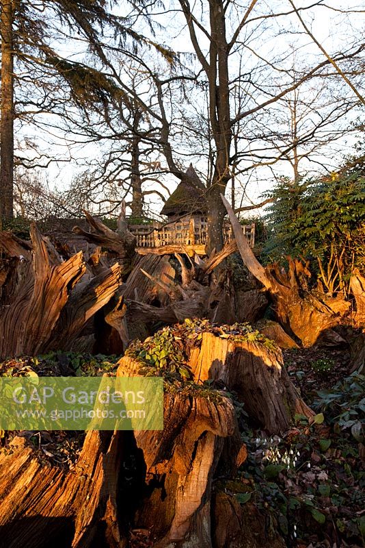Tree stumps and thatched tree house 'Hollyrood House' in the Stumpery, Highgrove Garden, February 2011. The Stumpery is based on a Victorian concept for growing ferns amongst tree stumps.  