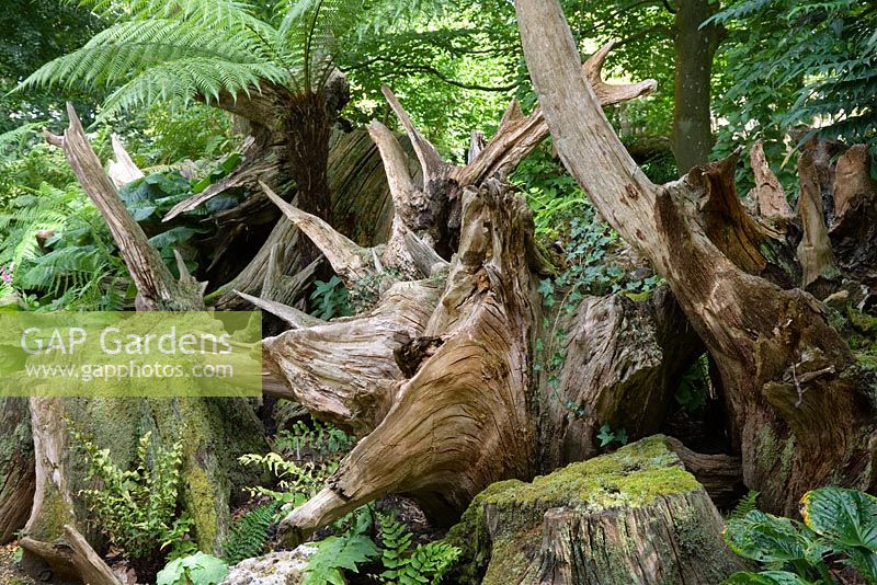 The Stumpery with oak and chestnut stumps and ferns. The Stumpery is based on a Victorian concept for growing ferns amongst tree stumps. Highgrove Garden August 2007.  