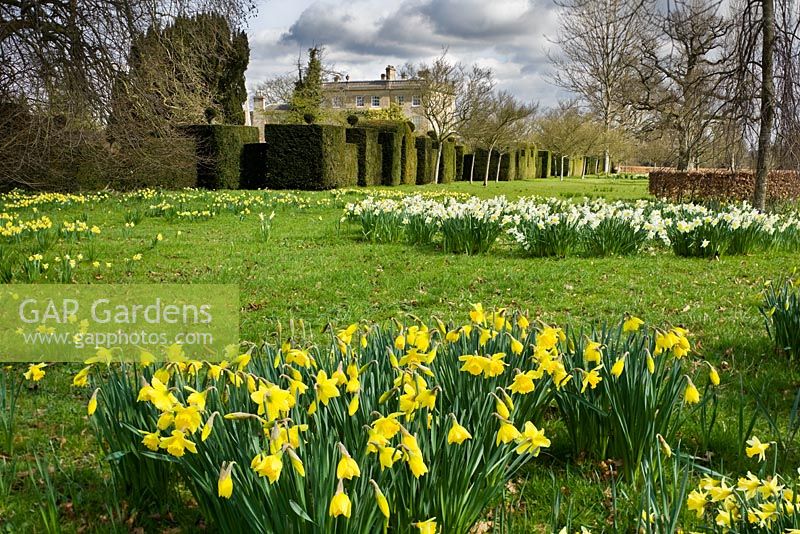 Spring daffodils in Highgrove Garden, March 2008. 
