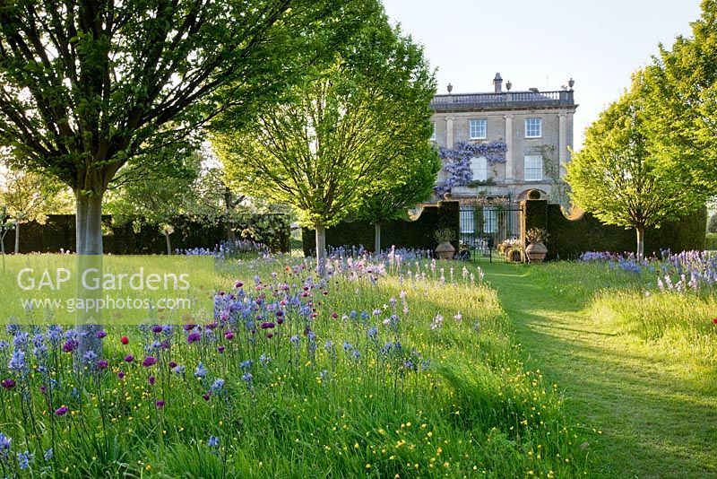 Wild Flower Meadow with spring wild flowers and Highgrove House. May 2009. 