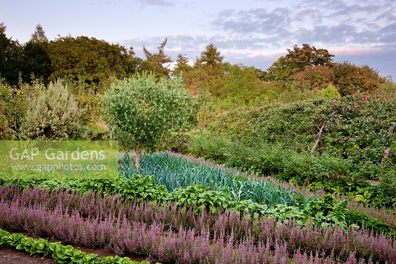 Vegetables and produce growing in the Walled Garden, Highgrove Garden, September 2009.