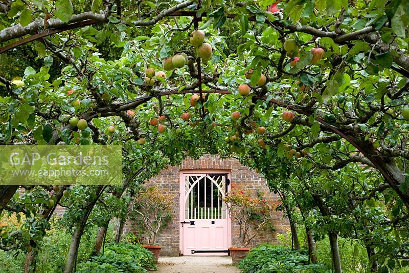 Apples growing in the Walled Garden, Highgrove Garden, September, 2009. 