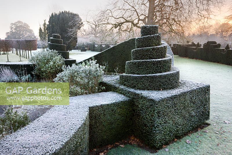 Yew topiary in the frost, Highgrove Garden, December 2008. 