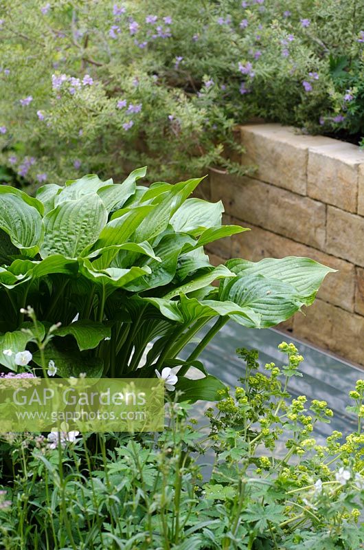Hosta, Geranium, Euphorbia and Rosemary next to a water rill - A Celebration of Caravanning, RHS Chelsea Flower Show 2012