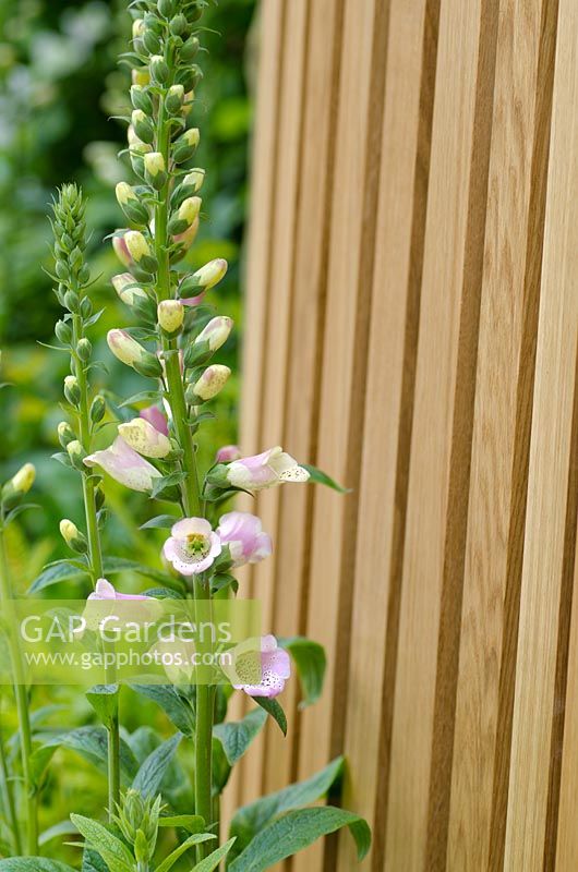 Digitalis next to wooden screen - A Celebration of Caravanning, RHS Chelsea Flower Show 2012