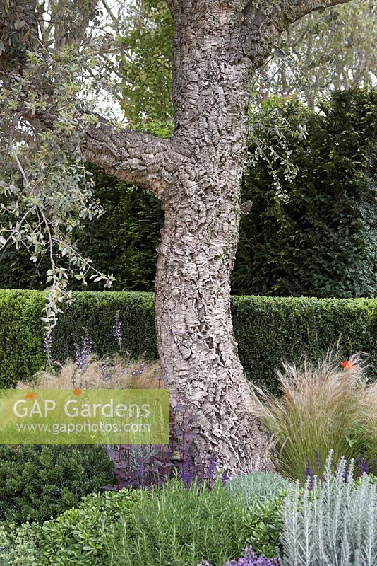 Tree in mixed summer border - Chelsea Flower Show 2012.