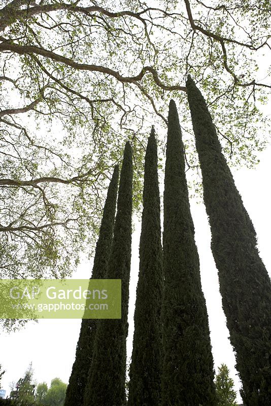 Italian Cypresses - trees - Chelsea Flower Show 2012.  