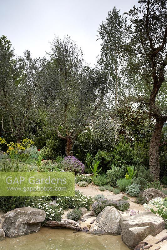 The L'Occitane Immortelle Garden. Gold Medal Winner. Chelsea Flower Show 2012.