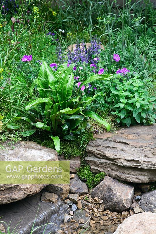 A stream and naturalistic planting including Asplenium scolopendrium, Geranium and Salvia in the Naturally Dry - a William Wordsworth inspired garden designed by Vicky Harris at the RHS Chelsea Flower Show 2012, SIlver Gilt medal winner