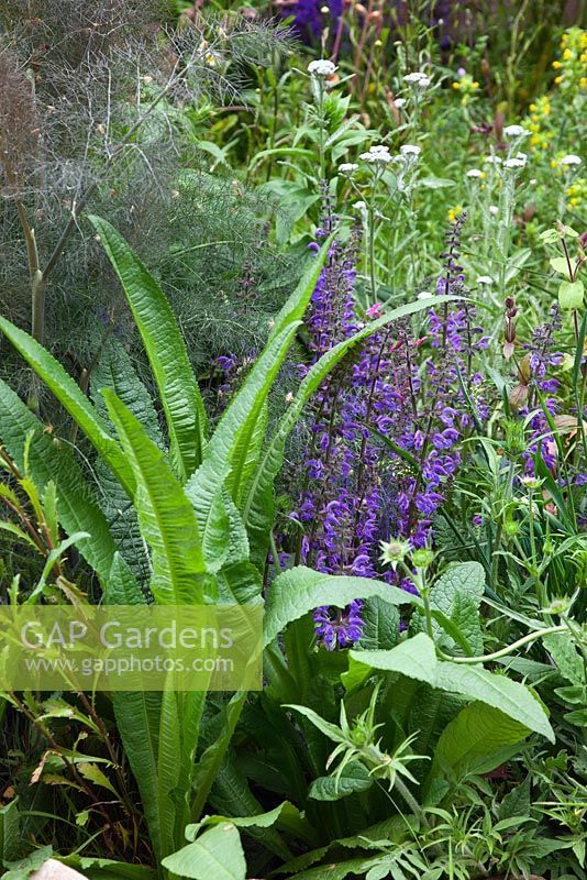 Naturalistic planting including Dipsacus fullonum, Salvia and Foeniculum vulgare 'Purpureum' in the Naturally Dry - a William Wordsworth inspired garden designed by Vicky Harris at the RHS Chelsea Flower Show 2012, Silver Gilt medal winner