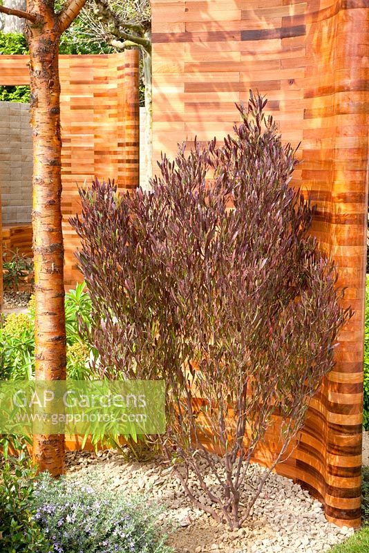 Cedar frames and planting of Prunus maackii 'Amber Beauty', Dodonaea viscosa 'Purpurea' - Homebase Teenage Cancer Trust Garden, Gold Medal winner - RHS Chelsea Flower Show 2012 
