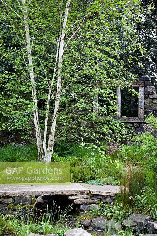 The Brontes Yorkshire Garden. Gold Award. RHS Chelsea Flower Show 2012. Multi-stemmed silver birch surrounded by heathers and grasses in front of ruined stone cottage. In the foreground stone slabs form a bridge over a stream. Foreground plants include Geum rivale and persicaria.