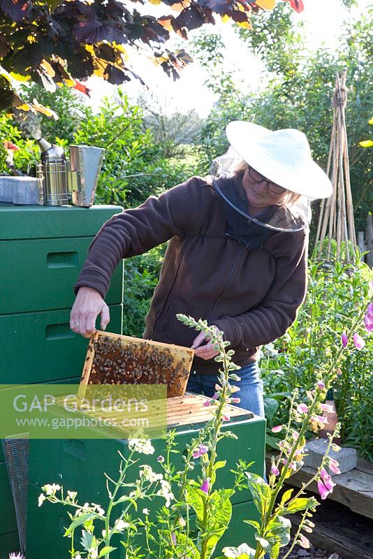 Margret Wermert beekeeping