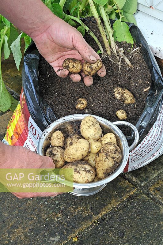 Early potatoes growing in compost bag, showing harvested tubers UK, June