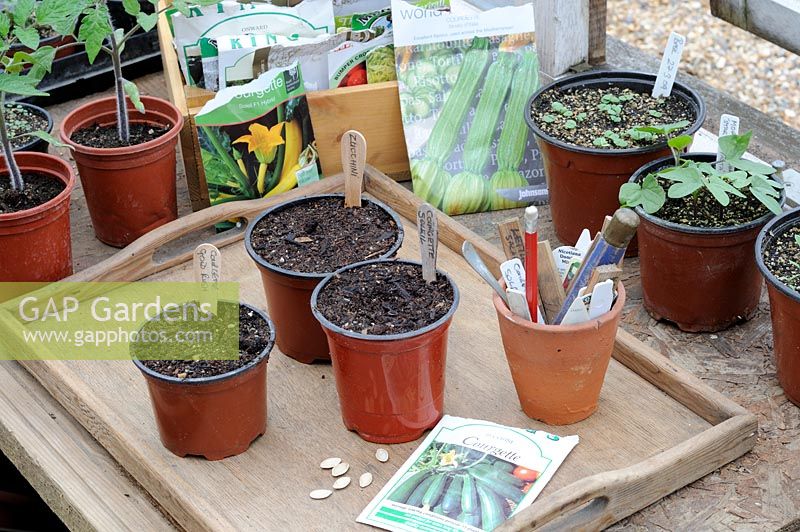 Potting area in greenhouse with pots of freshly planted courgettes, seed packets and pots of germinated seedlings, UK, April