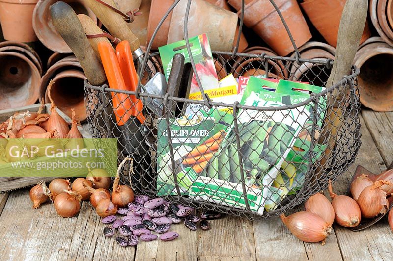 Spring potting shed still life with seed potatoes 'Arran Pilot', shallots, terracotta pots, wire trug with seed packets and garden tools
