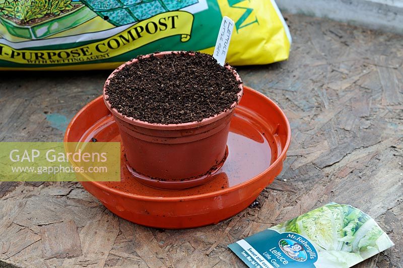 Sowing lettuce 'Little Gem' - Soaking pot in water tray, April