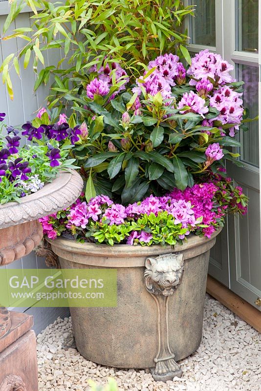 Rhododendron in container 