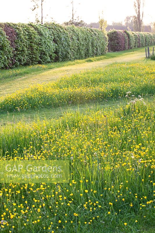 Wildflower meadow with Ranunculus and Anthriscus sylvestris - Manor house