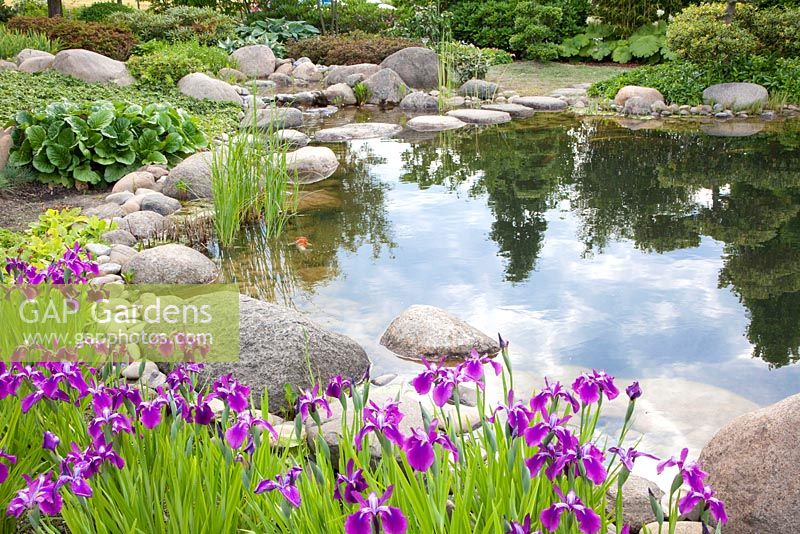 Pond shore with Japanese swamp iris, Iris ensata
