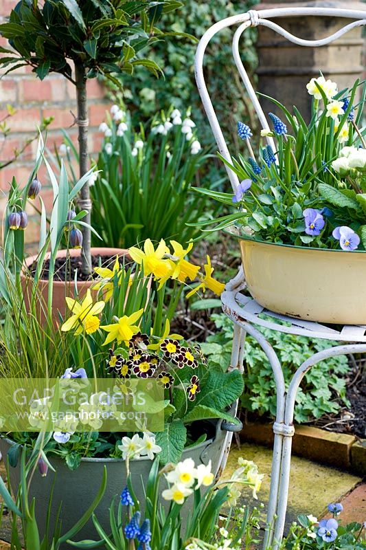 Collection of spring plants in vintage recycled containers on small patio - including narcissus,primulas,violas and carex