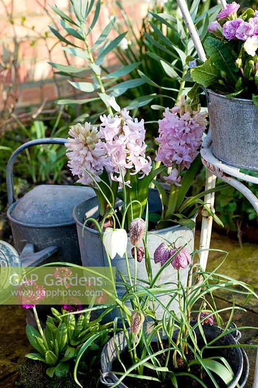 Pink hyacinth, primula denticulata and fritilleria meleagris in old metal containers on small patio