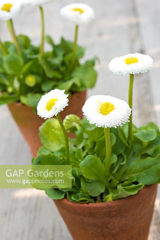 Bellis perennis - daisies in small terracotta pots