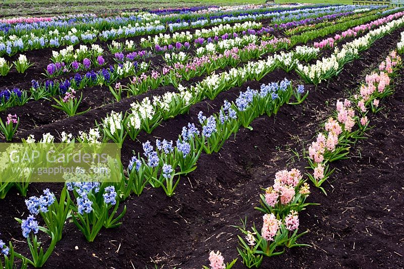 National collection of hyacinth orientalis at Waterbeach, Cambs
