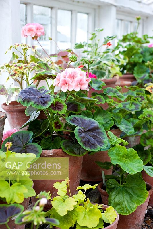 Different varieties of Pelargoniums on staging in old greenhouse