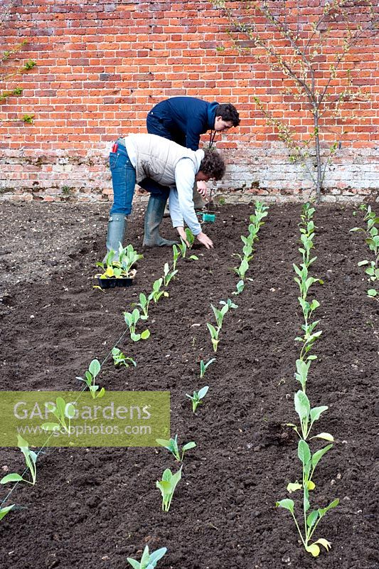 Gardeners planting out cauliflowers in spring
