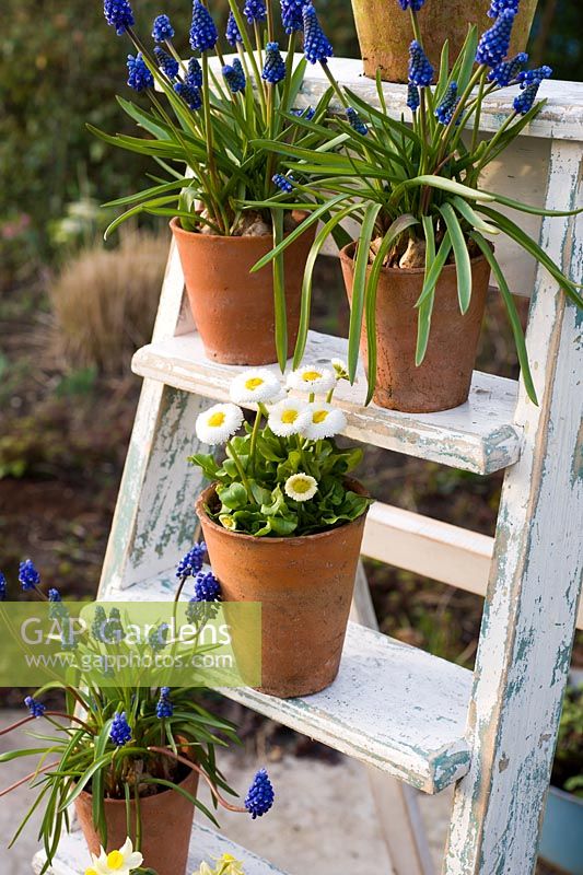 Potted spring plants displayed on rustic ladder - muscari, violas and bellis perennis