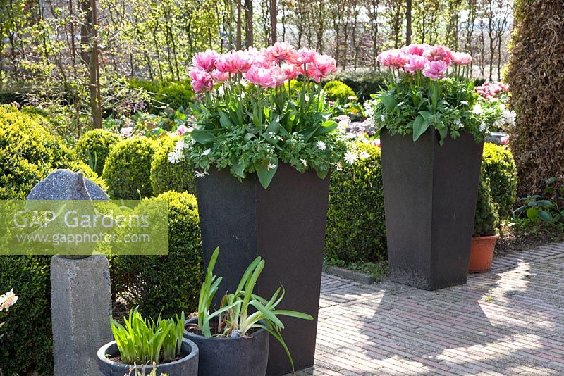 Tulipa Britt in tall containers 