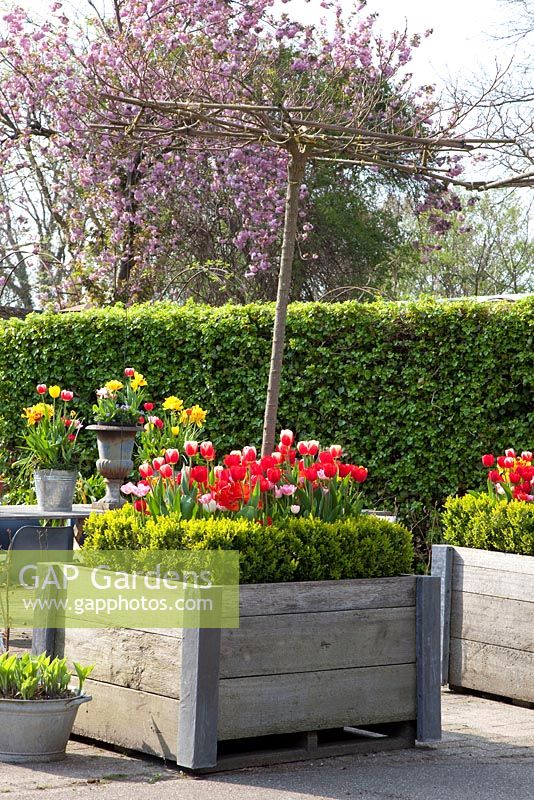 Morus alba macrophylla underplanted with Tulipa in large wooden planters 