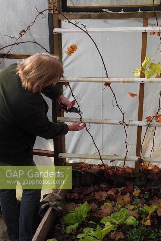 Pruning a first year Grape vine in polytunnel     