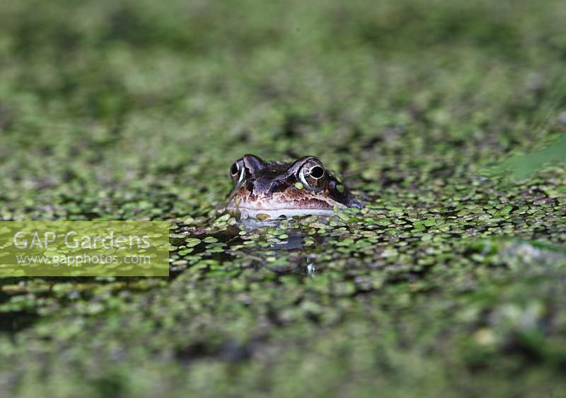 Rana temporia - Common frog amongst duckweed in garden pond