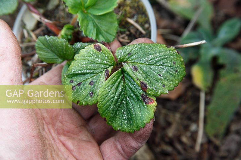 Silvery specks on Strawberry upper leaf surface are indicative of whitefly attack
