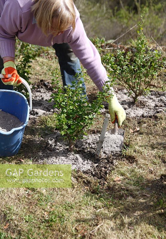 Applying wood ash to base of gooseberry bush