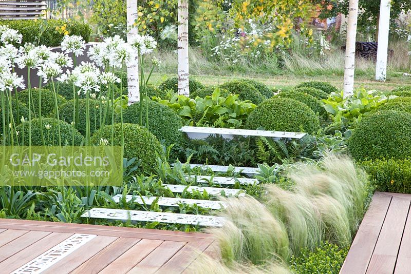 Modern garden with Buxus sempervirens, Agapanthus umbellatus 'Albus' and Stipa tenuissima