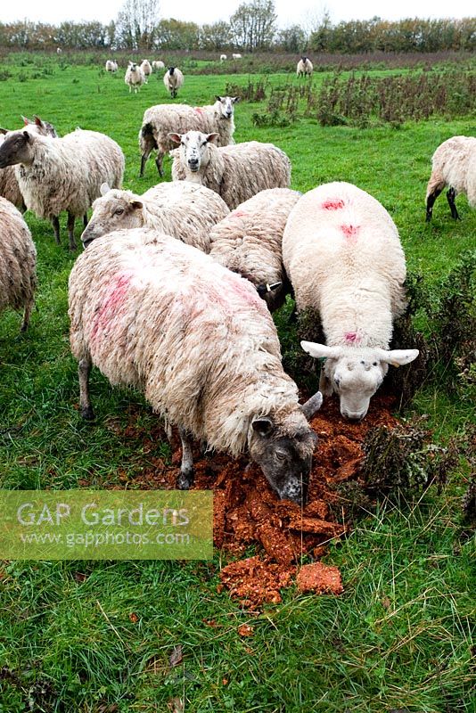 Feeding scraps from perry and cider making to sheep, Monmouthshire
