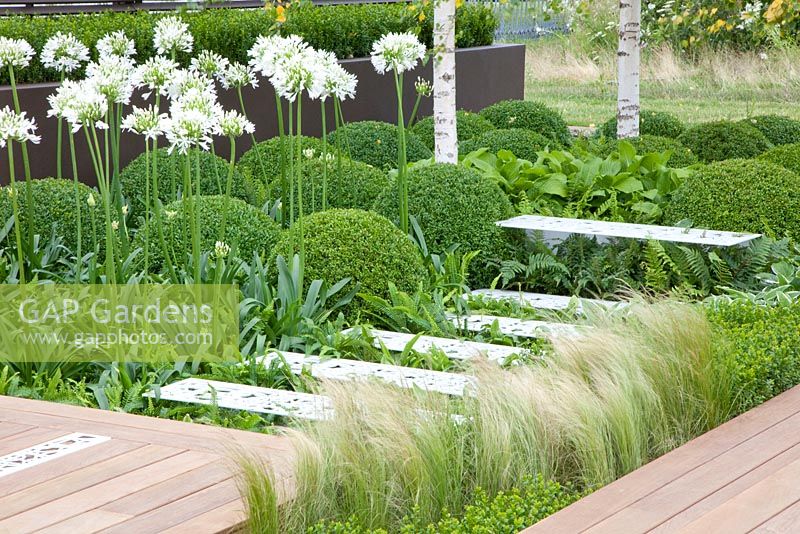 Modern garden with Buxus sempervirens, Agapanthus umbellatus 'Albus' and Stipa tenuissima 
